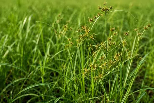 Carex