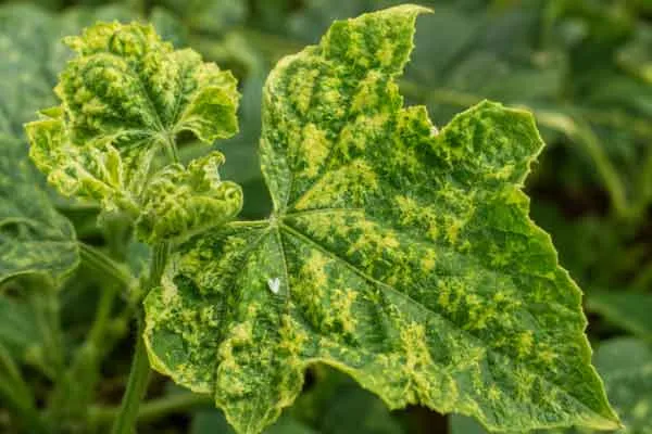 Viral-and-Vector-Associated-Diseases Viral and Vector Associated Diseases