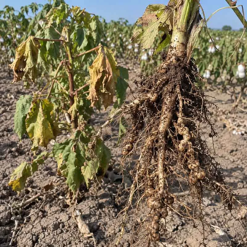 Disease Root Zone Pressure Disease Root Zone Pressure