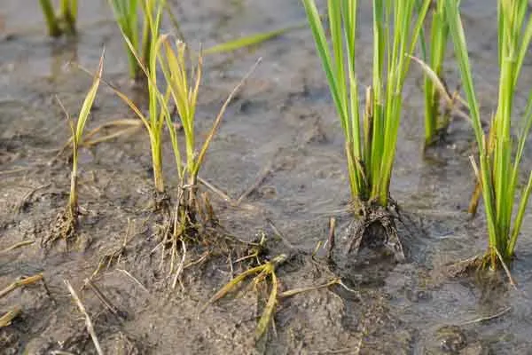 Early-Crop-Establishment Early Crop Establishment