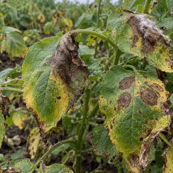 Foliar Disease Pressure Foliar Disease Pressure