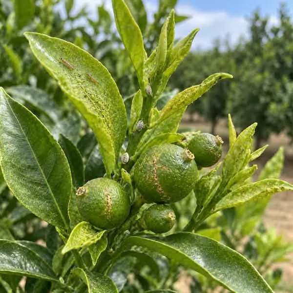 Fruit-Set Fruit Set