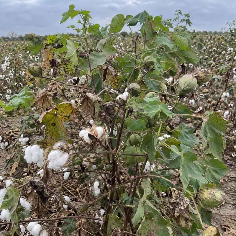 Growth Harvest Management Growth Harvest Management