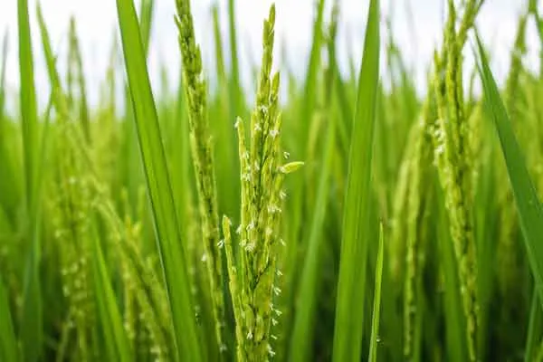 Panicle-Initiation-and-Flowering Panicle Initiation and Flowering