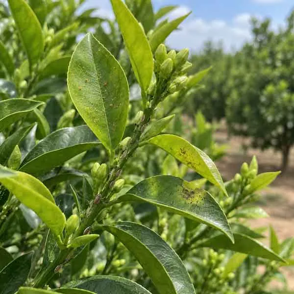 Pre-Bloom Pre Bloom