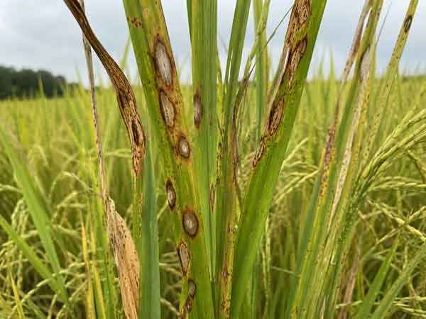 Rice-Fungicide-Solutions Rice Fungicide Solutions