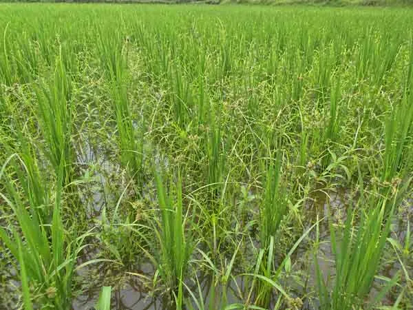 Rice-Herbicide-Solutions Rice Herbicide Solutions