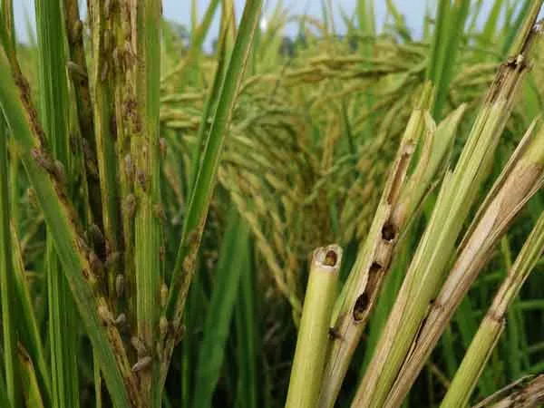 Rice-Insecticide-Solutions Rice Insecticide Solutions
