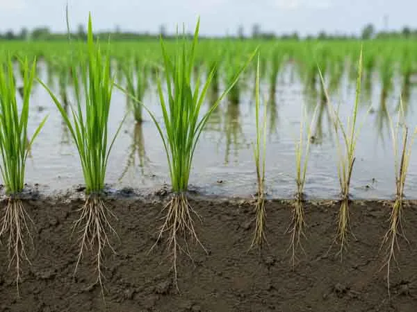 Rice-Seed-&-Soil-Protection Rice Seed Soil Protection