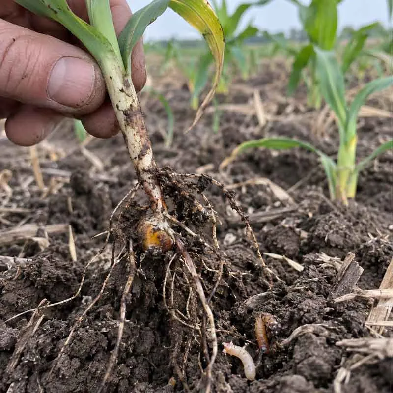 Seed Root Zone Pressure Seed Root Zone Pressure