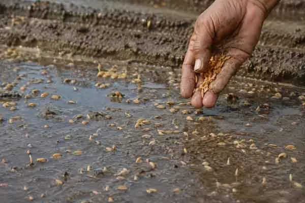Seed-and-Planting Seed and Planting