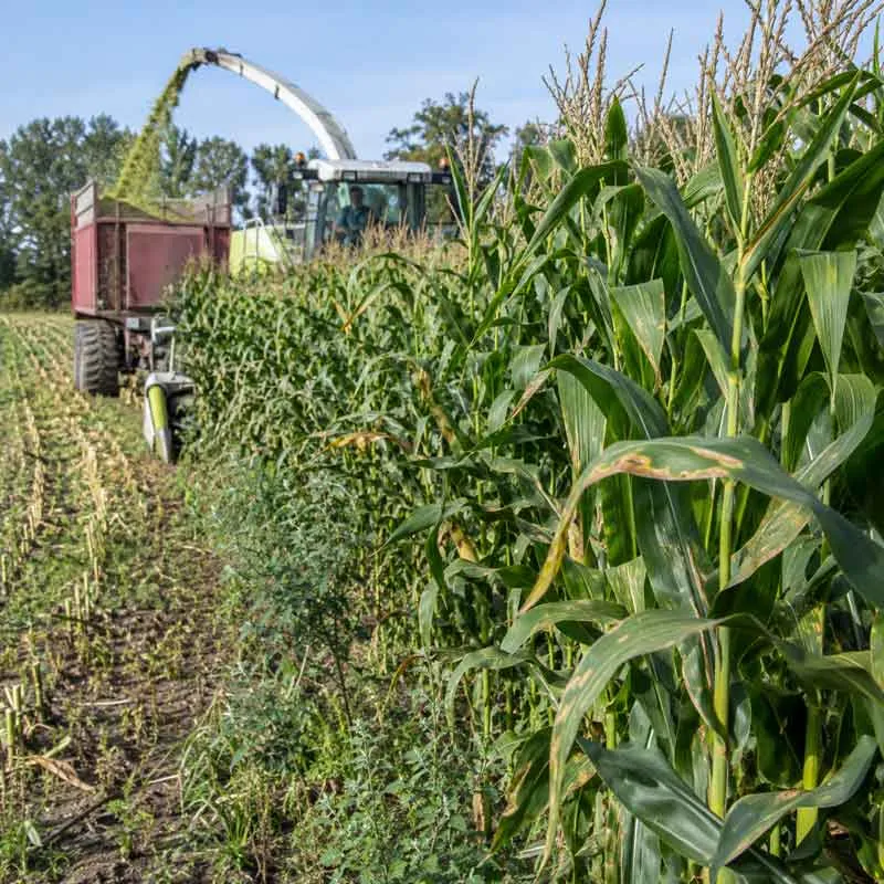 Silage-Corn Silage Corn