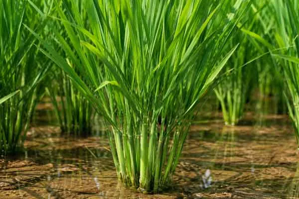 Tillering-Stage Tillering Stage