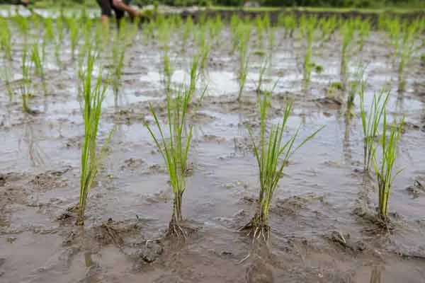 Transplanting–Establishment Transplanting Establishment