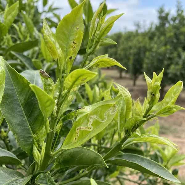 Vegetative-Flush Vegetative Flush