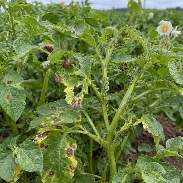 Vegetative-Growth Vegetative Growth