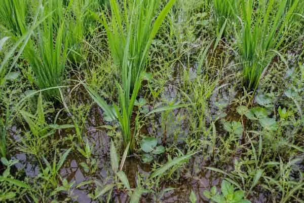 Weed-Pressure Weed Pressure
