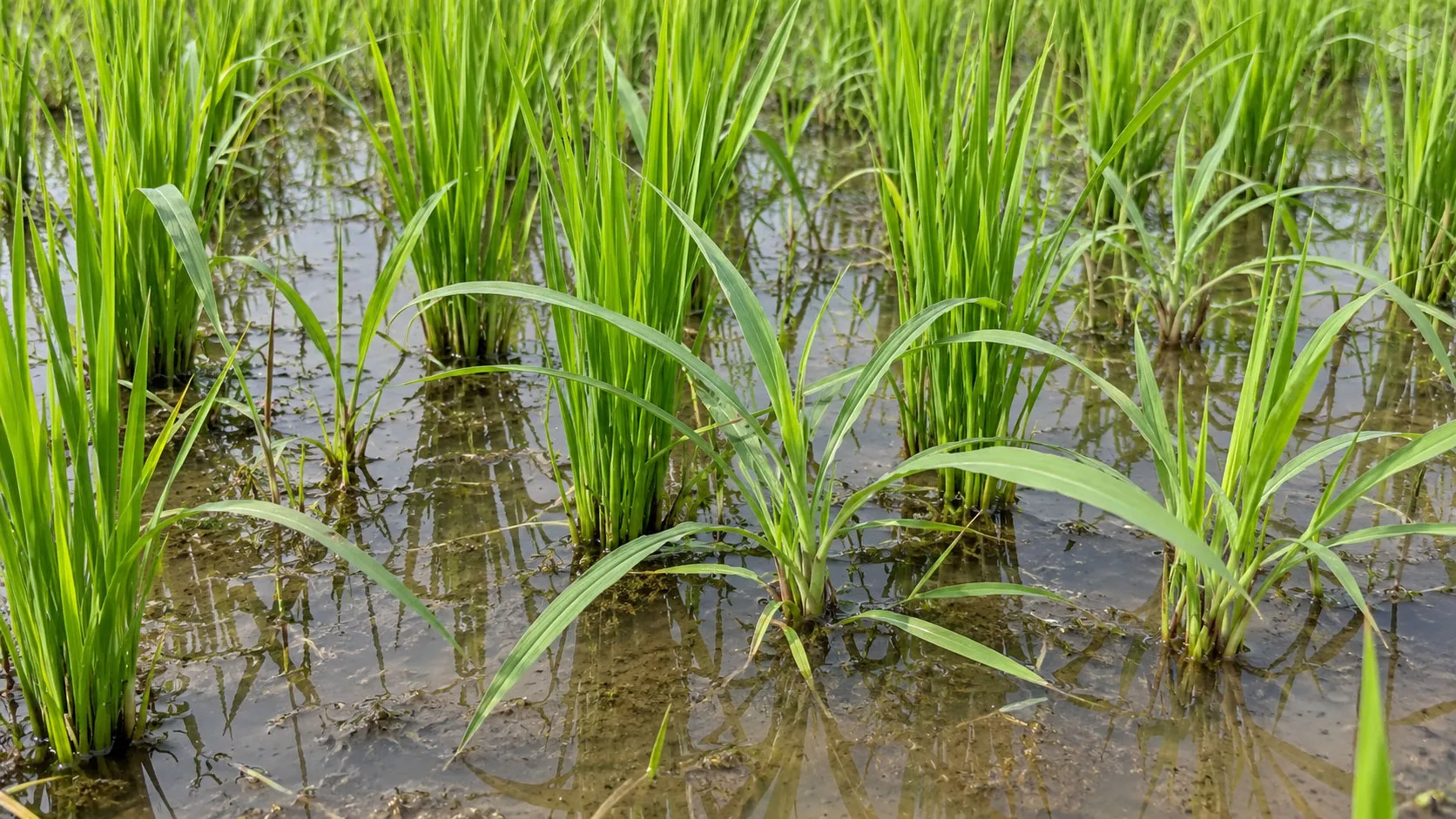 Barnyardgrass growing among young rice plants in a paddy field Barnyardgrass Control in Rice: How to Choose Herbicides