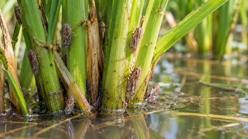 Brown planthoppers feeding near the base of rice plants Rice Planthopper Management: Insecticide Selection and Resistance Considerations