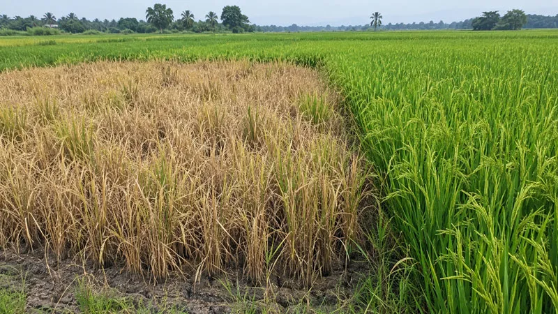 Rice-hopperburn-symptoms-associated-with-severe-planthopper-infestation Rice hopperburn symptoms associated with severe planthopper infestation